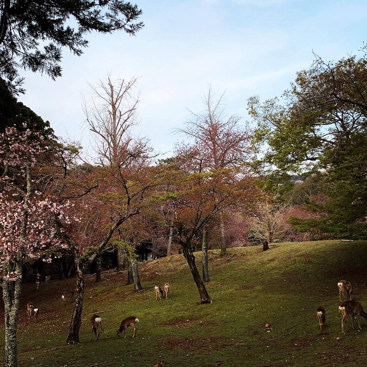 hiroshot's tweet photo. 久しぶりのロードバイク。花見ライド日和。この季節、二月堂から見下ろす景色、好きなんです。あんまり撮らない自撮りも。#桜 #ならクル #ロードバイク #自撮り下手 #奈良公園 #二月堂 #nara #cyclingjapan #roadbike #naracycling #sakuraride #花見ライド #ticcc #thisiscambridge #specialized https://t.co/gMmF6xCHOP