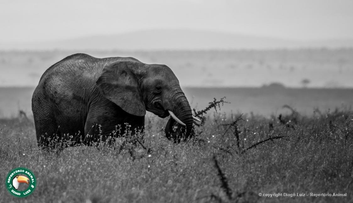 Biofaces tweet media