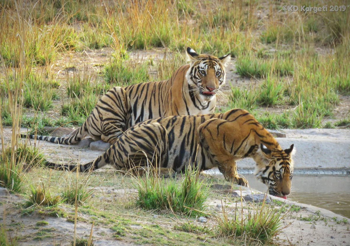 PugdundeeSafari's tweet photo. This summer, head out to the forests of #CentralHighlands for the most unique encounters with the Royal Bengal Tiger.
#Tiger #Tigers #BengalTiger #WithPugdundee #PugdundeeSafaris #CentralHighlands #ForestsOfCentralIndia #WildlifeTravel #SummerTravel #WildlifePhotograhy https://t.co/4NS9ZLlDLU