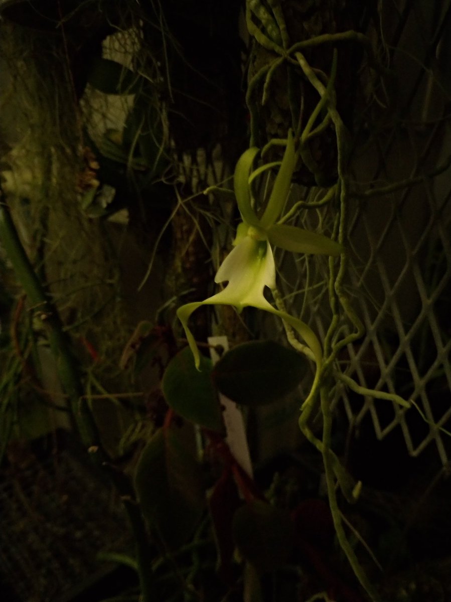 tokyo_orchids's tweet photo. 農場へ一足早く帰った新入社員N澤が目の当たりにした珍しい花とはいったい何でしょう？
そう、心待ちにしていたGhost Orchidの交��種Dendrophylax (sallei x lindenii)です！
疲れが吹き飛びました💪🤩👏
素晴らしい香りがあります😌 https://t.co/7Sen8XKgCD