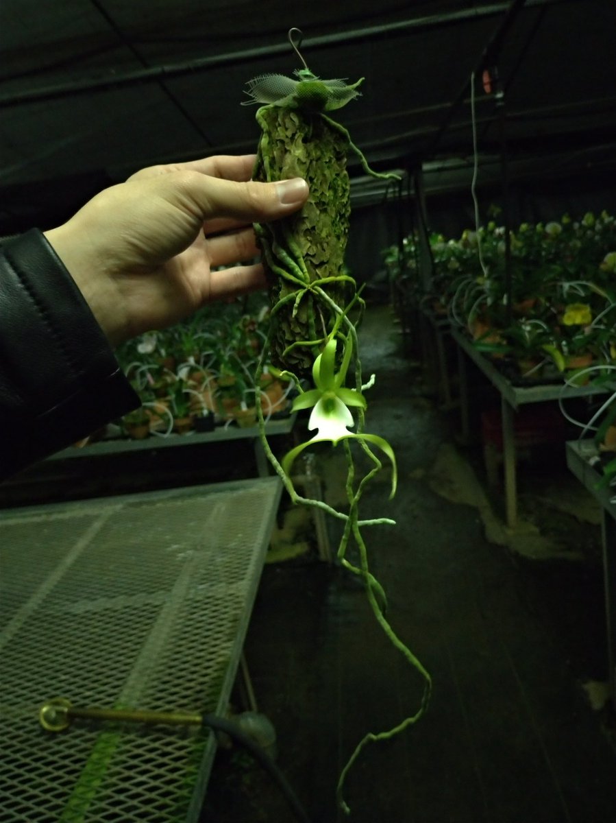tokyo_orchids's tweet photo. 農場へ一足早く帰った新入社員N澤が目の当たりにした珍しい花とはいったい何でしょう？
そう、心待ちにしていたGhost Orchidの交��種Dendrophylax (sallei x lindenii)です！
疲れが吹き飛びました💪🤩👏
素晴らしい香りがあります😌 https://t.co/7Sen8XKgCD