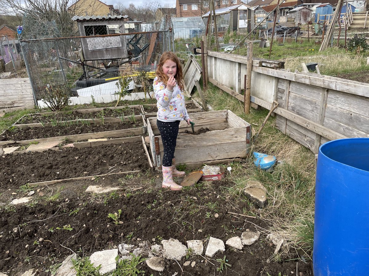 tabs1963's tweet image. ⁦@yggc_ysgol⁩ planting onions and potatoes on the school allotment