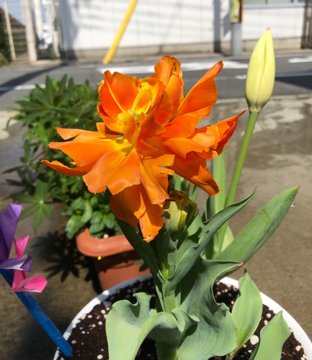 ホシノ しずが保育園からもらって帰ってきた花 球根だから絶対チューリップ と思ってたのにめっちゃ南国っぽい見た目の花咲 いた なんの花だろ いつが植えた謎の野菜はやはりラディッシュでした とりあえず間引いて花咲くまで育てます 星乃園芸