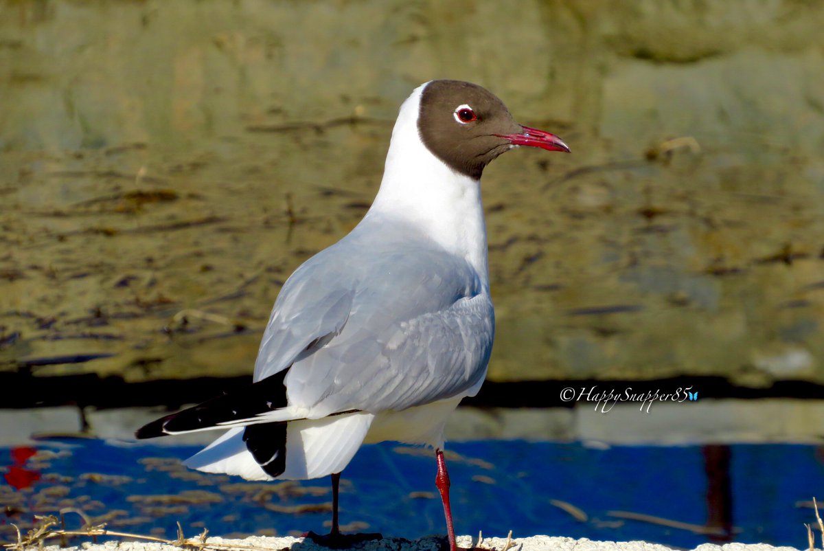 HappySnapper85's tweet photo. Black-headed Gull ๐ฅฐ #Gull #TwitterNatureCommunity #birdphotography #naturelover #gullwatching https://t.co/ursRcFWQ19