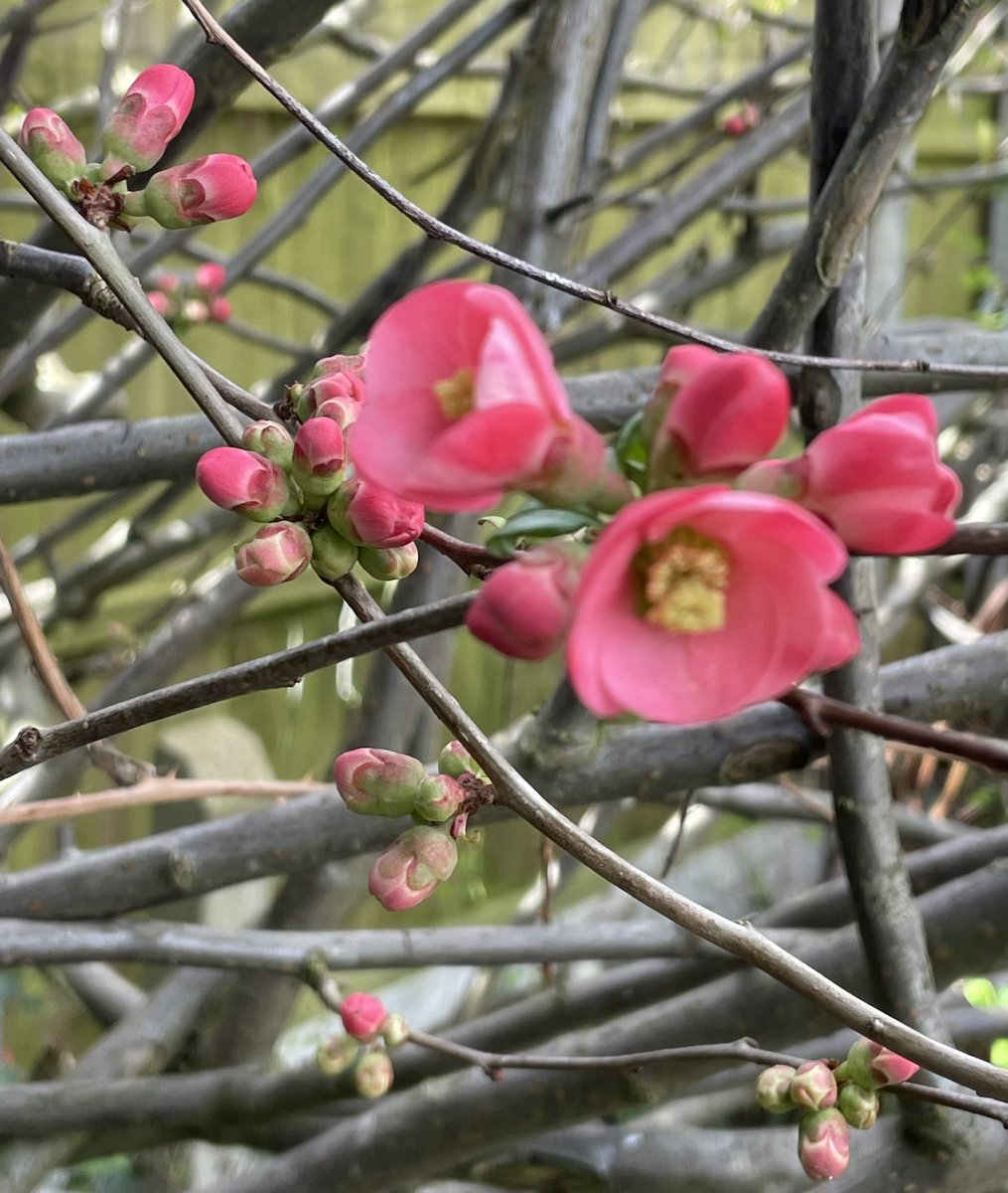 HeadteacherBen1's tweet photo. My Well-being photo for today - japonica blooming in my garden. #springintowellbeing #mindfullnesss @BenyonPS @MinogueMiss @BenyonPE @TrustCatalyst https://t.co/ttWWL0f7QO
