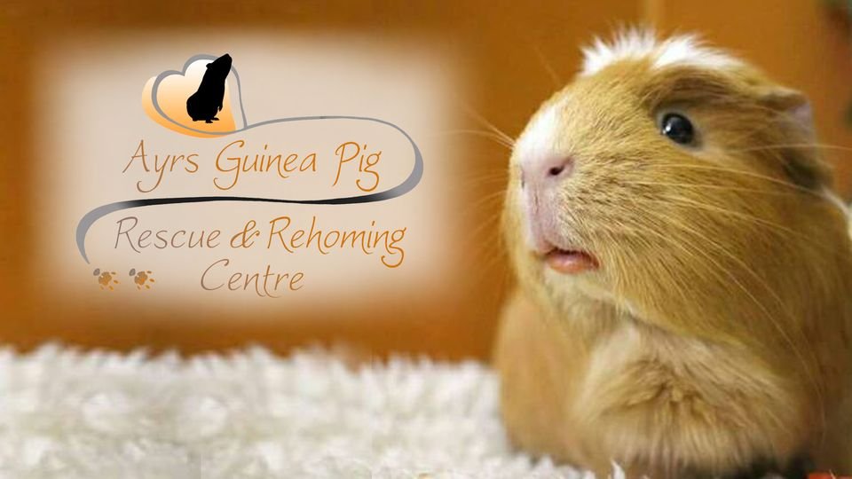 aKiss4Luck's tweet photo. Today a friend is driving an iSport car in a race for 12 hours to raise funds for Ayr's Guinea Pig Rescue and Rehoming Centre! Drop in, watch the race, help save a life!

https://t.co/3Th2yLOEGk

#CharityStream https://t.co/jHdDAgj1zl