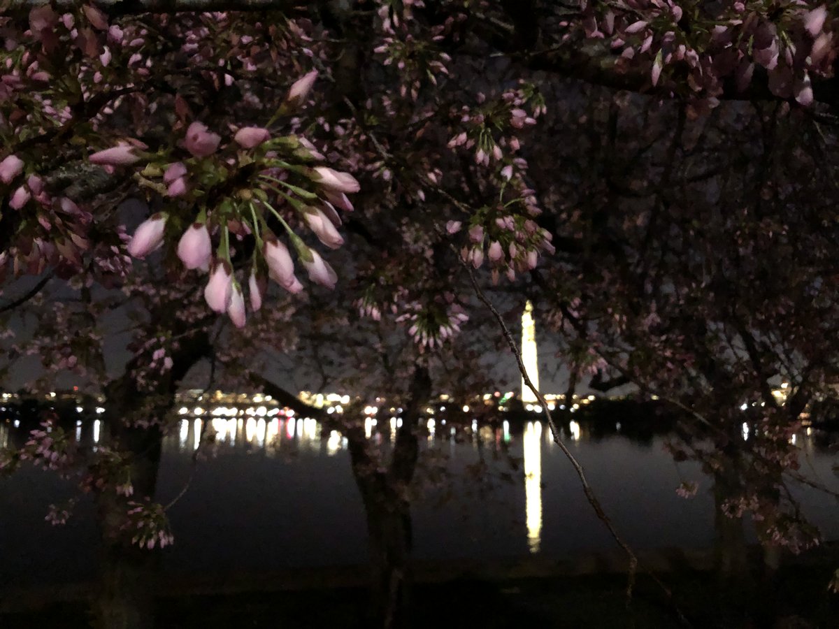 NationalMallNPS's tweet photo. A cherry blossom Haiku for your Saturday morning…

Buds grew overnight.
This is stage five - puffy white.
A springtime delight! 

Follow the bloom watch online. Everything you need for a virtual cherry blossom experience, including the #BloomCam, is at https://t.co/h04Gu0ksc1. https://t.co/wpHD5awd6X