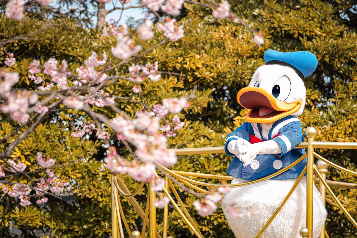 d_Daiki1118's tweet photo. 『 Mickey＆Friends Greeting Parade 』
-- Donald Duck --

ドナルドも桜の美しさにうっとり…！🌸 https://t.co/2mdftirHSv
