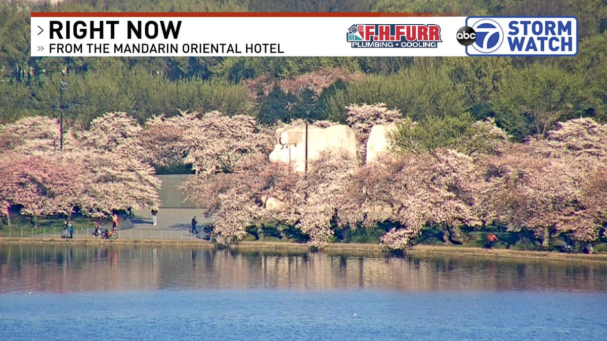 AlexLiggittWX's tweet photo. Cherry Blossoms have reached Puffy White stage this morning a day after temperatures surged into the mid 80s in DC. Peak bloom isn't too far off. Camera here: https://t.co/WtLgVE9go5 https://t.co/uE6GCIY4S9