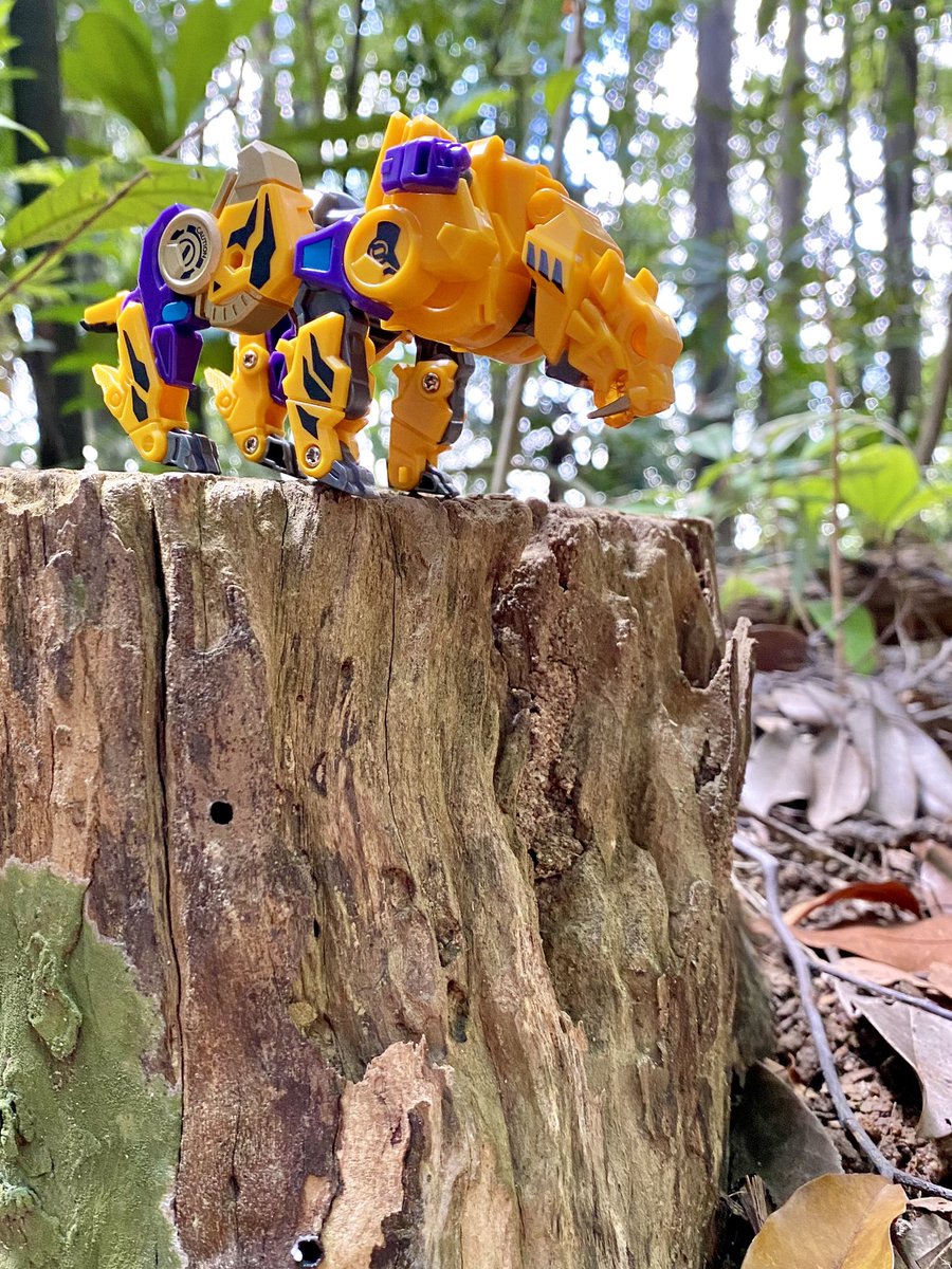 foxracingfive's tweet photo. Stalking @52Toys @s250_MKII #52toys #beastbox #desktoys #ビーストボックス #torado #tiger #hunting #stalking https://t.co/RwpfXUyNxJ
