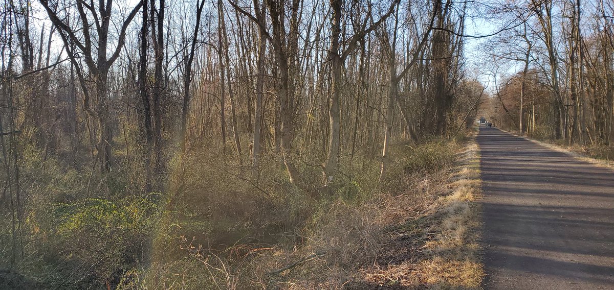 caffienefeen's tweet image. Happy Saturday everyone! ☕🏃‍♂️
"Long" run, done! Sched for 10 mi. Decided to keep it somewhat flat and push it. Felt it by midway. Last few a bit rough, but fun. 
Off to do yard work for a few hrs, blah! 😢🤣 
Have a great day!
#BibChat #bibravepro #buffbr