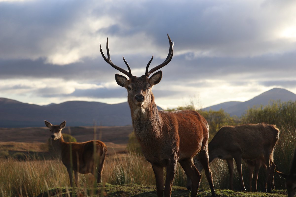 moorofrannoch's tweet photo. Looking forward to seeing you again!

re-opening for room reservations from 20th May

At this time we will only be opening the restaurant to guests with room reservations, we hope that easing of restrictions will allow us to fully open the restaurant at a later date this season. https://t.co/gMxgpb1Dnv