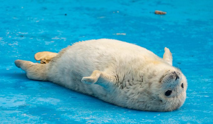 泳ぎの練習をするアザラシの赤ちゃん 泳ぎの練習をするアザラシの赤ちゃん