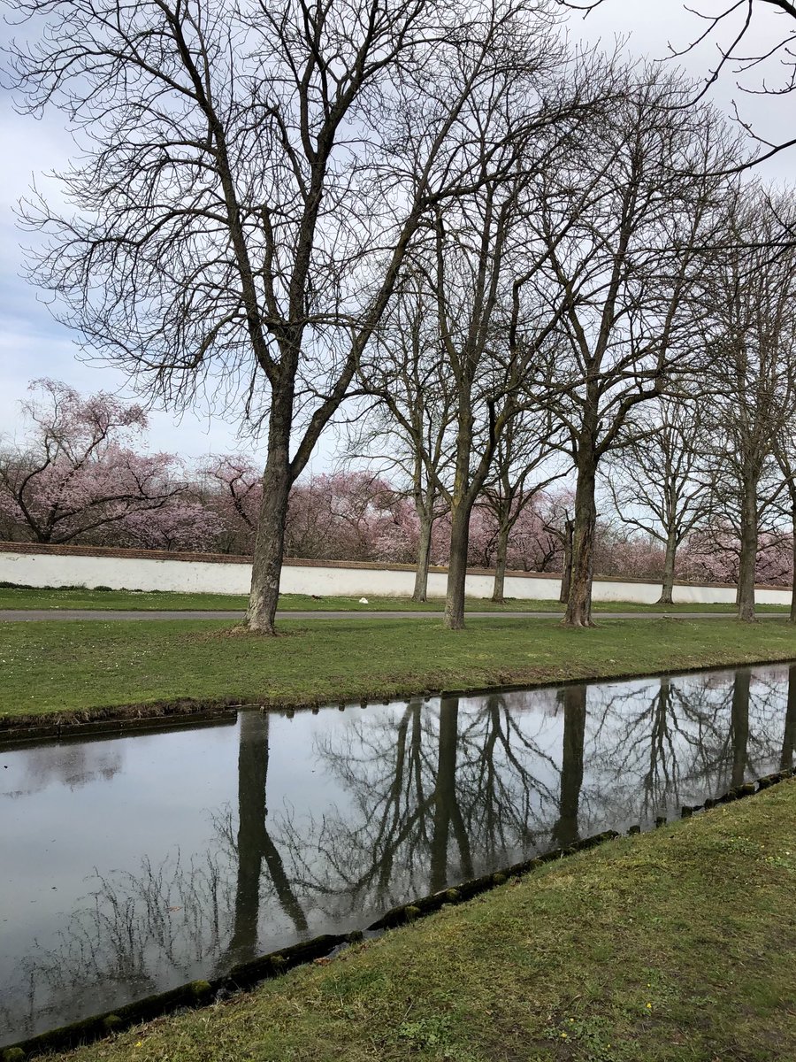 glaubeweiter's tweet image. #Frühling #Blick auf #Beginn  #Kirschblüte im #Schlossgarten #Schwetzingen nur #ÜberDieMauer #DraußenVorDerTür selbst #ImFreien #Geschlossene große #Parks wegen Corona?! 🤷‍♀️ „Gott hat uns nicht gegeben den Geist der Furcht, sondern der Kraft, der Liebe und der Besonnenheit.“ 2Tim1
