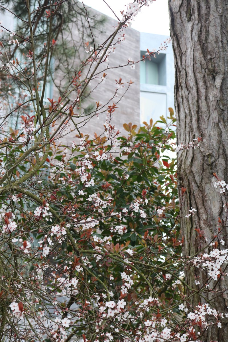 glucksman's tweet image. Today is the last day of #NationalTreeWeek2021 and we are appreciative, as always, of the beautiful biodiversity that can be found on campus🍃

There are over 2000 trees on campus with the 968 tagged trees storing over €80,000 worth of carbon a year! 😲

greencampus.ucc.ie/landscape-heri…