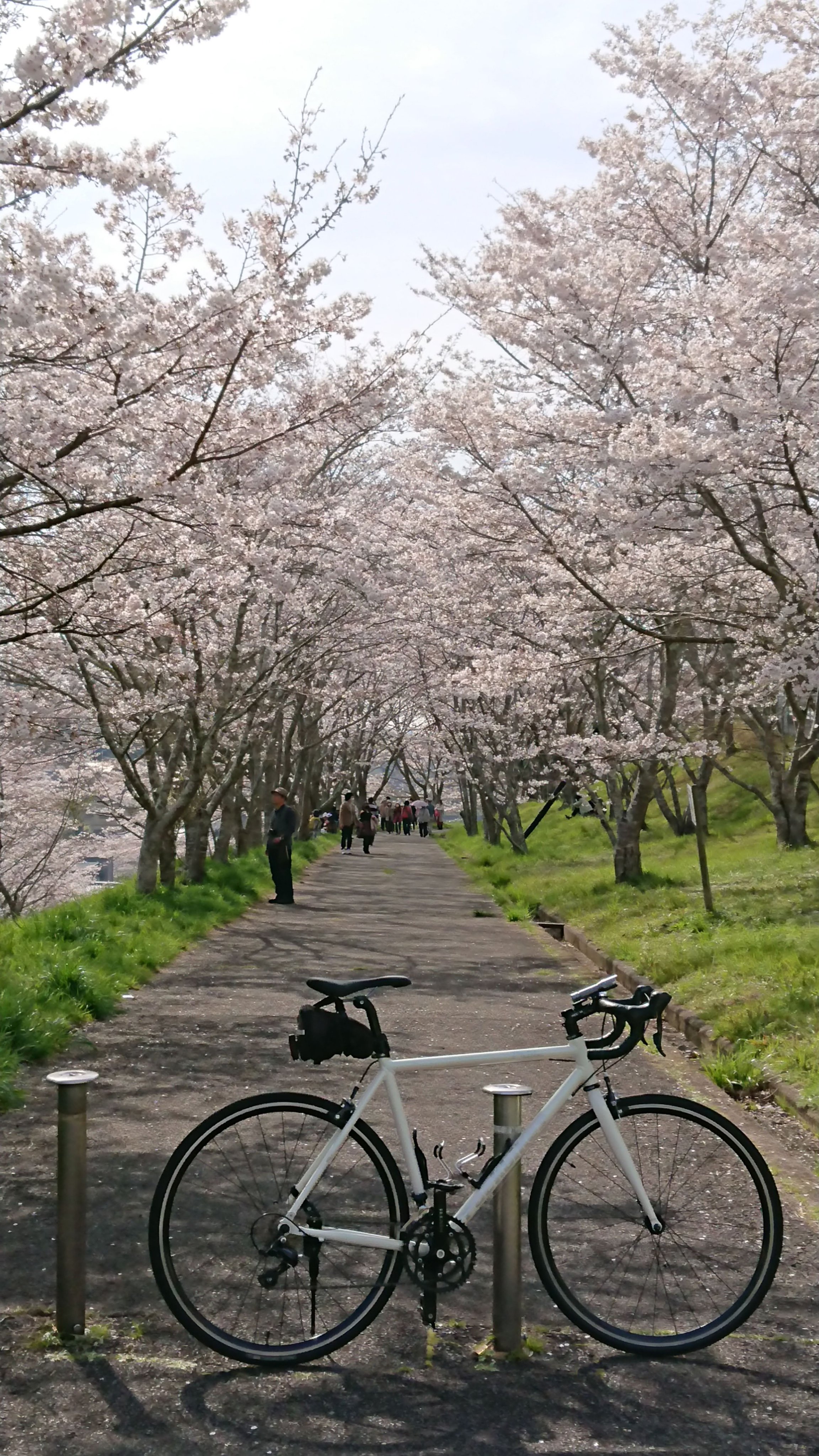 99号線 自転車
