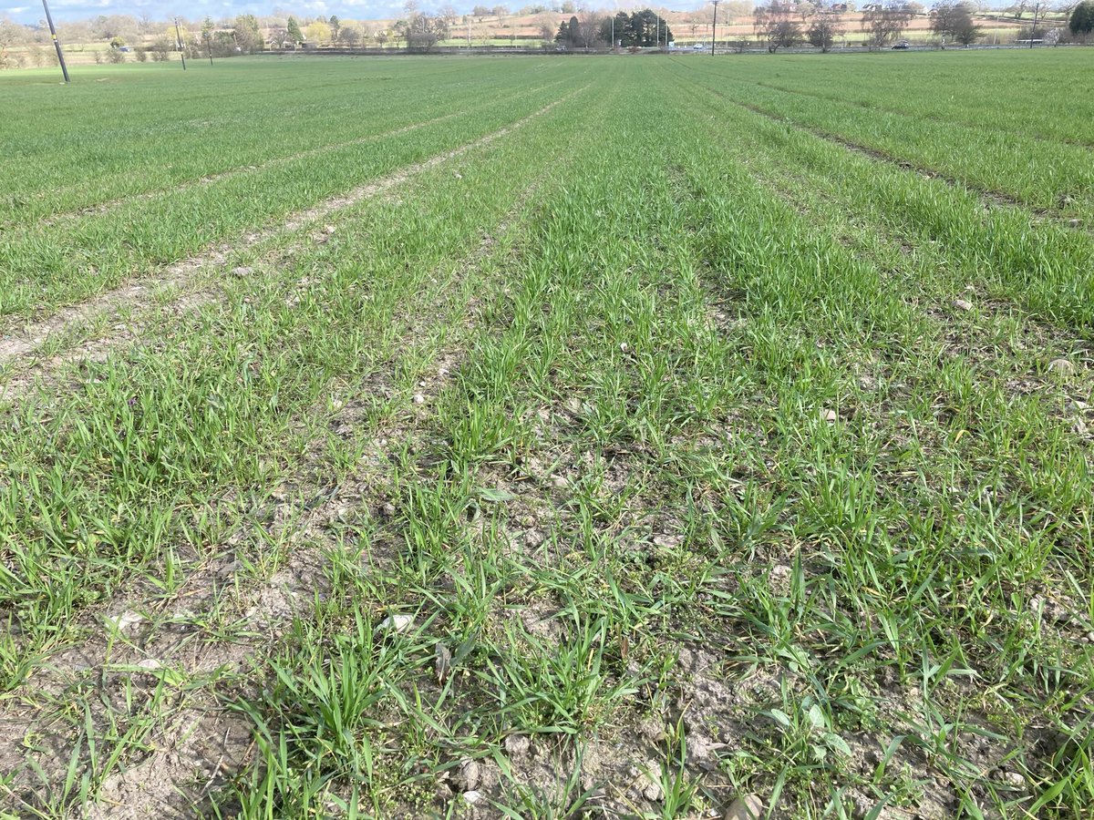 GreenAcres_Farm's tweet photo. Late March @canopeoapp ground cover assessments on our @OrgResCent @TheAHDB #livewheat organic variety trials. Hallfreda leads on 75% with Nelson currently last in the field on 49% @Ambro_ORC https://t.co/mGdeTqUOqm