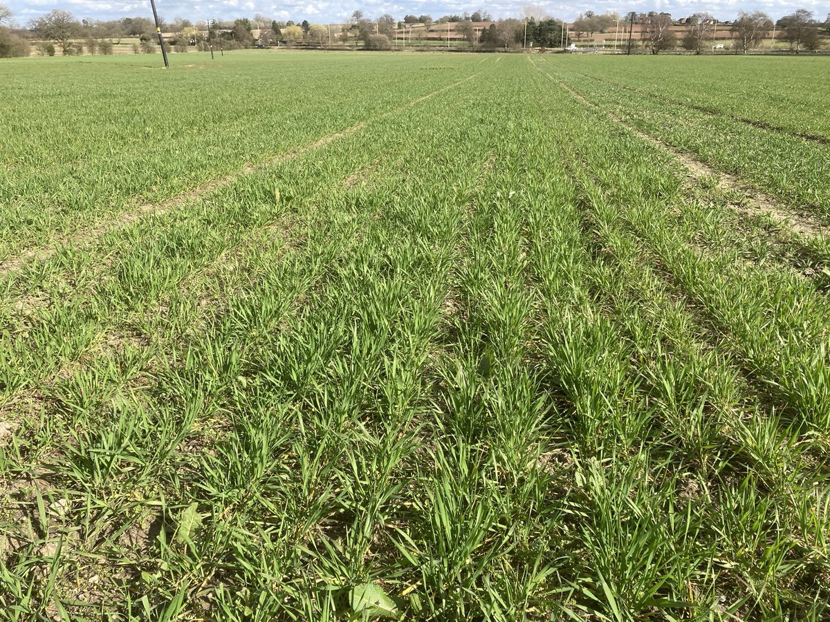 GreenAcres_Farm's tweet photo. Late March @canopeoapp ground cover assessments on our @OrgResCent @TheAHDB #livewheat organic variety trials. Hallfreda leads on 75% with Nelson currently last in the field on 49% @Ambro_ORC https://t.co/mGdeTqUOqm