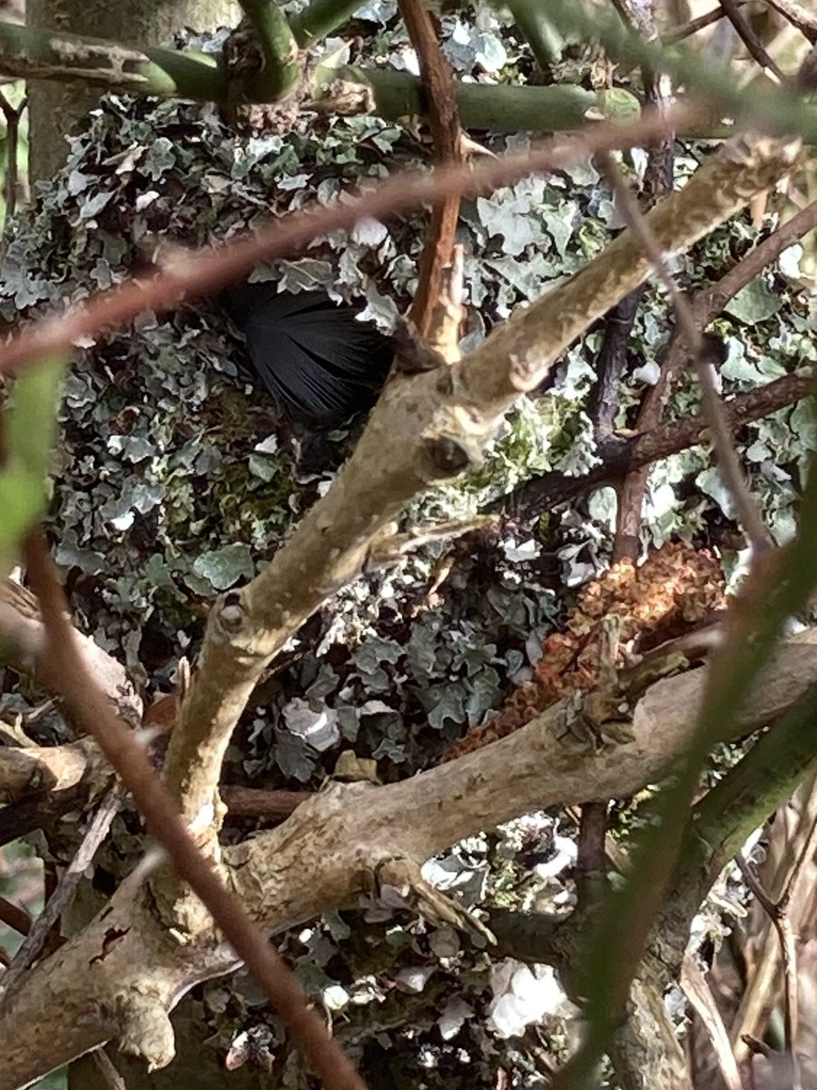 IoloWilliams2's tweet photo. Another LTT nest almost completed. Amazing to think that there are probably more than 1,500 feathers in there! @HannahStitfall #TitWars https://t.co/FF3ZqARkCy