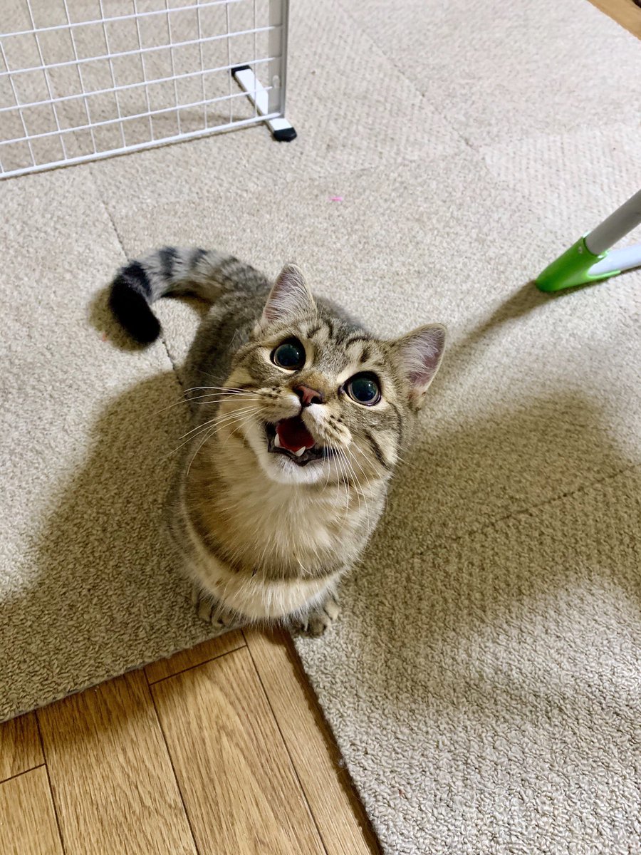 4ニャンズママページ みや@4にゃんずママ (@4nyansmama) / X