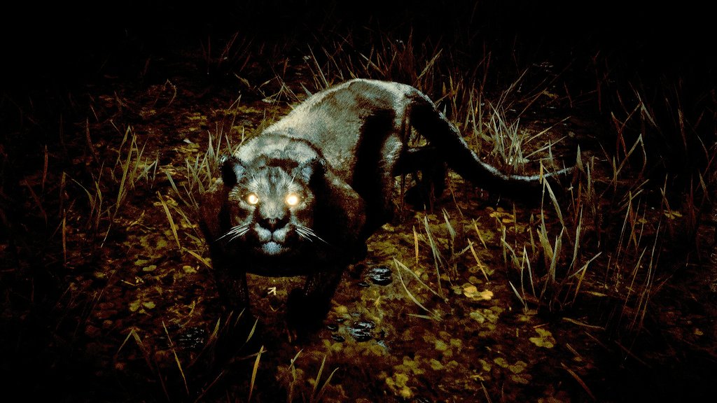 M_Joe_Hort's tweet photo. Wildlife 🐾
#RedDeadRedemption2 #RDOnline #RDO #SantaMuerteGang #RockstarGames #RDR2 #virtualphotography @RockstarGames https://t.co/p2nmFMExFl