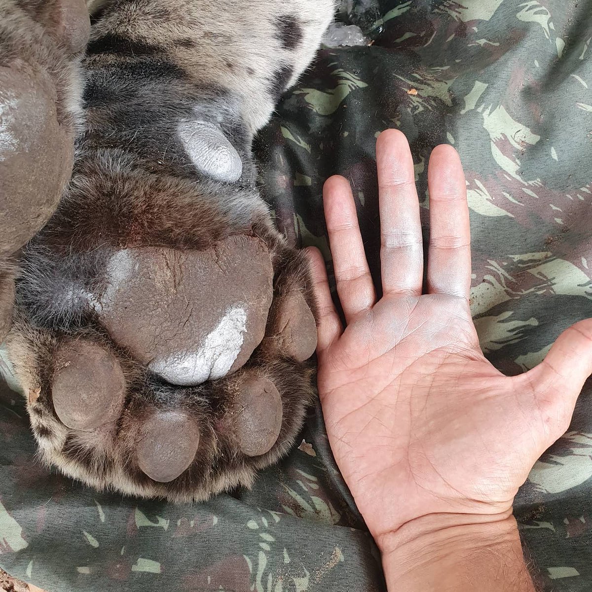 Drunken_Forest's tweet photo. Hi five! 123 kg de yaguareté del pantanal (Los mas grandes actualmente, los de ecosistemas boscosos son mas pequeños) para ponerle collar GPS,  Projeto Onças do Rio Negro en Fazenda Barranco Alto.  Aquidauana, MS, Brasil https://t.co/ZAznwcmx1L https://t.co/4kvAYd6q1X