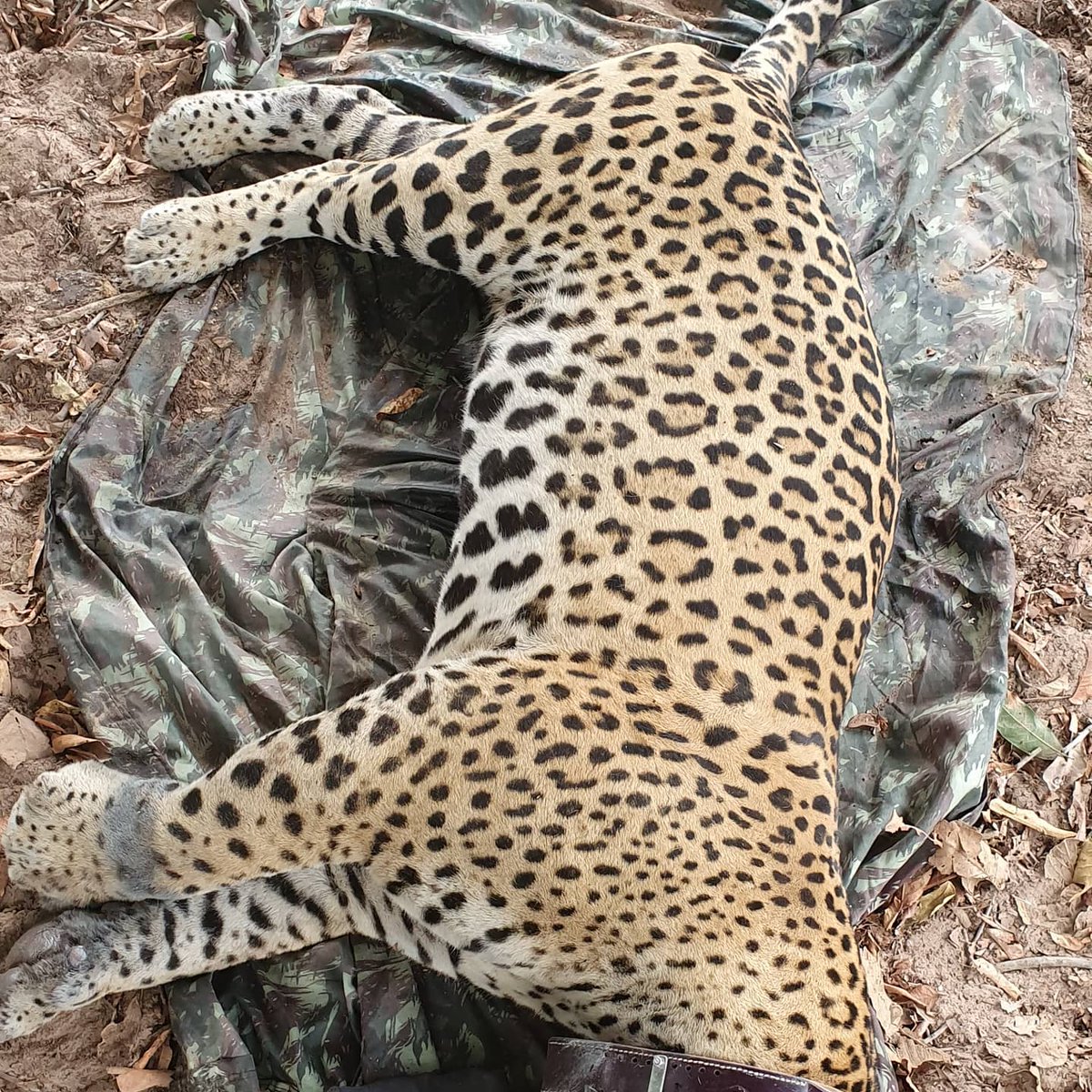 Drunken_Forest's tweet photo. Hi five! 123 kg de yaguareté del pantanal (Los mas grandes actualmente, los de ecosistemas boscosos son mas pequeños) para ponerle collar GPS,  Projeto Onças do Rio Negro en Fazenda Barranco Alto.  Aquidauana, MS, Brasil https://t.co/ZAznwcmx1L https://t.co/4kvAYd6q1X
