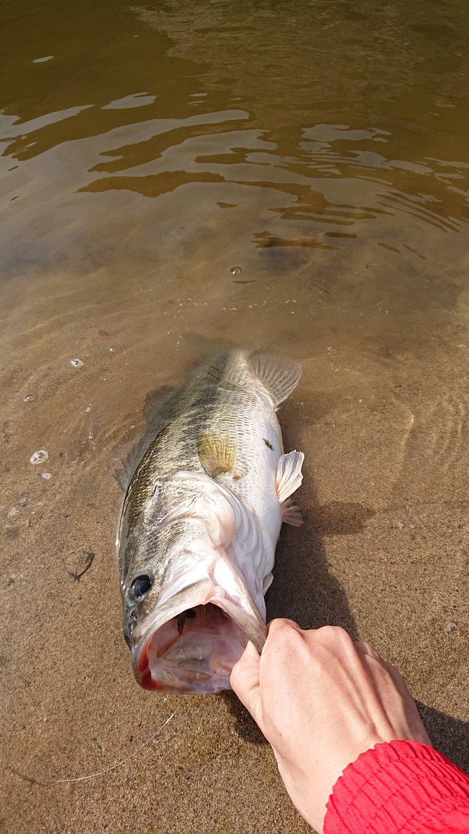 OneBite18's tweet photo. 晴さん津風呂湖で初バス🎣
パンパンでいいバス👍 https://t.co/HwNKI64bJu