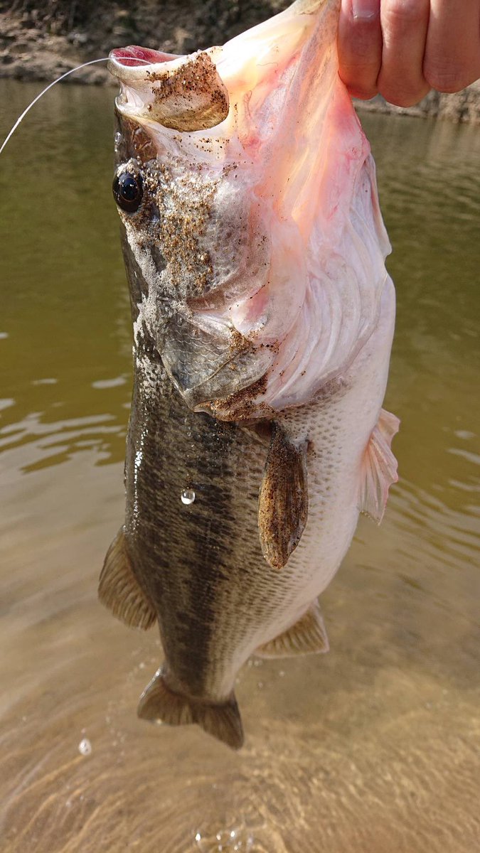 OneBite18's tweet photo. 晴さん津風呂湖で初バス🎣
パンパンでいいバス👍 https://t.co/HwNKI64bJu