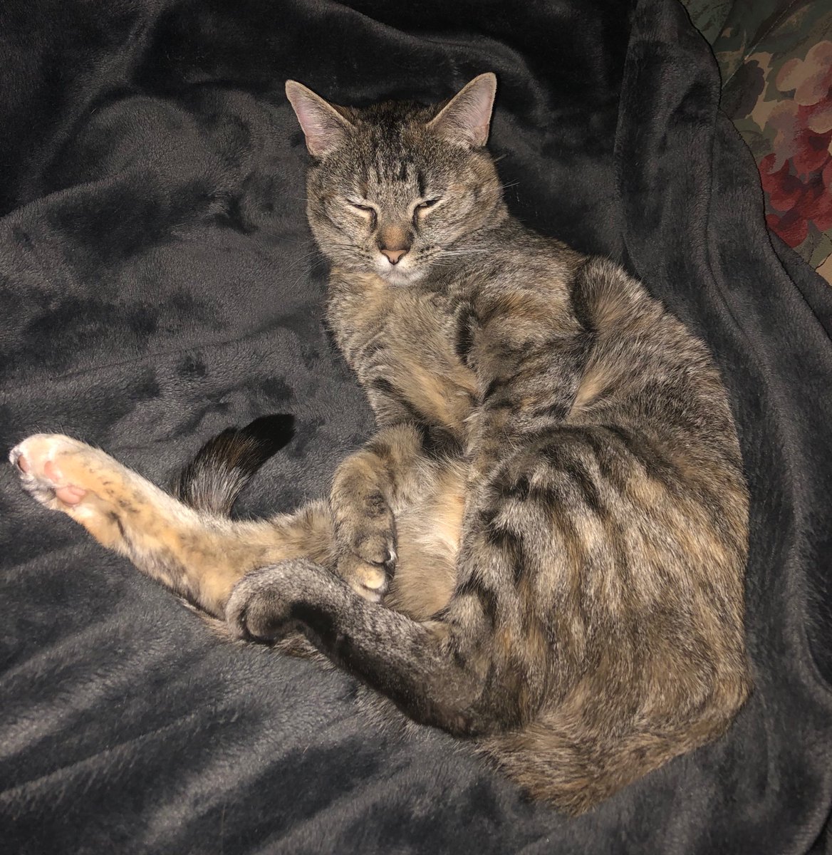 LucySkinnyjeans's tweet photo. It’s #Caturday Foggy, raining and cool here today, mom calls it a grey day, I call it a great day to spend cozy on the blanket napping 😴 enjoy your day😻#CatsOfTwitter #cats #TabbyTroop #CuteCat #SaturdayMotivation #ItsAToughLife 😹#ACatsLife https://t.co/cyAhlaDK5A