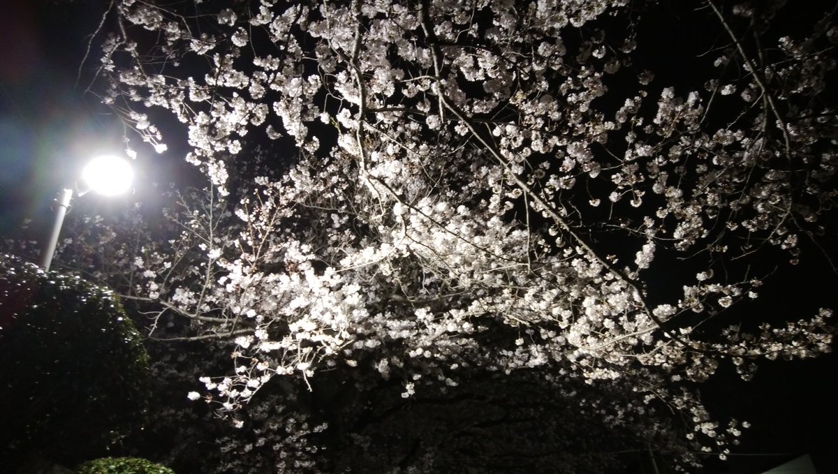 J2Draven's tweet photo. ウォーキングのmyゴール地点、いつも場所的にも時間帯的にも誰もいないけど^^;なかなかの雰囲気🌸 https://t.co/K0rNdtPngk