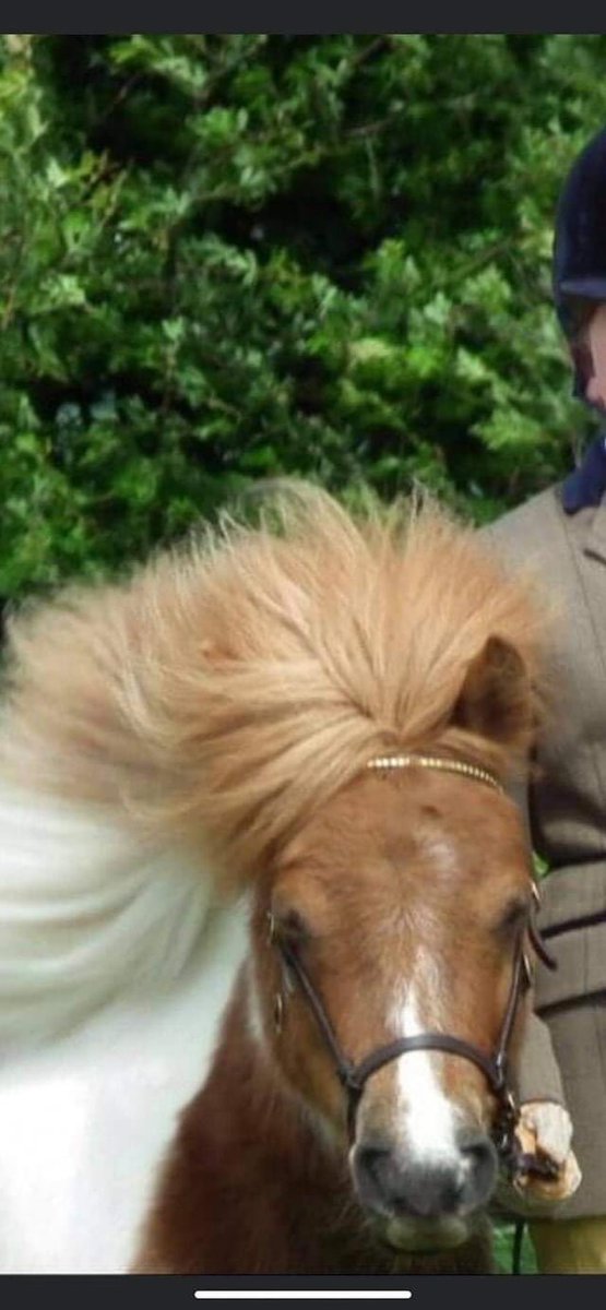 KarenFi51820768's tweet photo. COPIED FB #toohottohandle Please  share dark green Skoda Octavia 4 Irish men 2 about 30ish and 2 teenagers they have took #Rosie our #miniaturepony from #Stanfree please share, she's to old to breed from and only had one foal and had a terrible birth #RT https://t.co/nHtAgcS8C0 https://t.co/ARit9IrglN