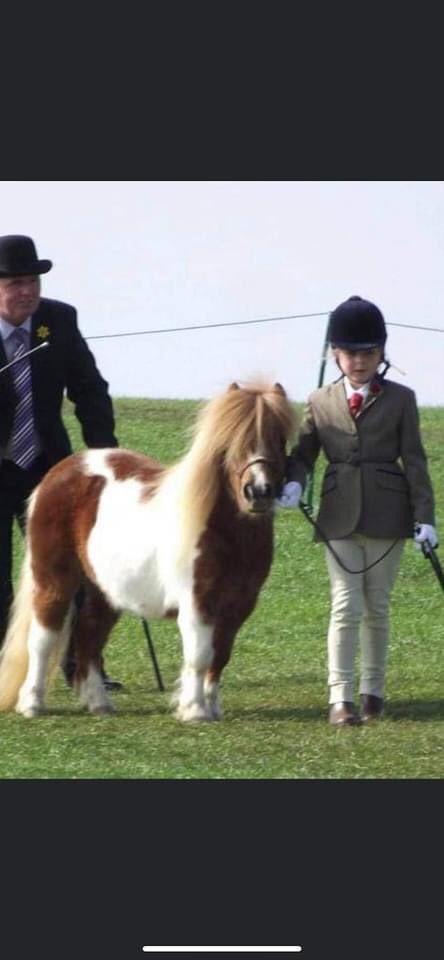 KarenFi51820768's tweet photo. COPIED FB #toohottohandle Please  share dark green Skoda Octavia 4 Irish men 2 about 30ish and 2 teenagers they have took #Rosie our #miniaturepony from #Stanfree please share, she's to old to breed from and only had one foal and had a terrible birth #RT https://t.co/nHtAgcS8C0 https://t.co/ARit9IrglN