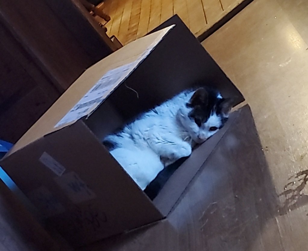 NephEh's tweet image. RIP Cedar. You were my first pet and the best cat anyone could have ever asked for. I love you with all of my heart. I'm happy to know you aren't in pain anymore. I'm gonna think about you and miss you every day.  Thank you for being my family.