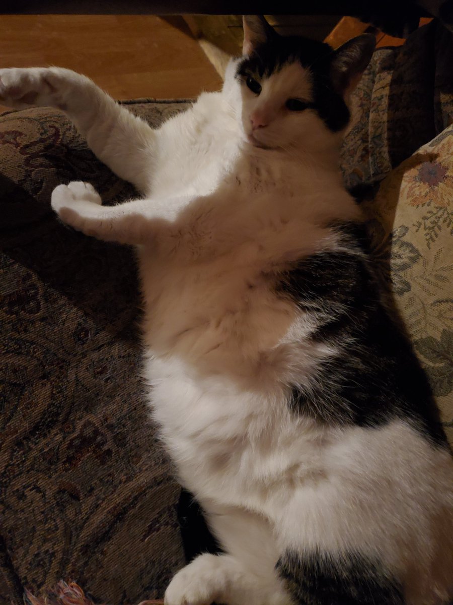 NephEh's tweet image. RIP Cedar. You were my first pet and the best cat anyone could have ever asked for. I love you with all of my heart. I'm happy to know you aren't in pain anymore. I'm gonna think about you and miss you every day.  Thank you for being my family.