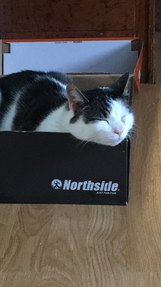 NephEh's tweet image. RIP Cedar. You were my first pet and the best cat anyone could have ever asked for. I love you with all of my heart. I'm happy to know you aren't in pain anymore. I'm gonna think about you and miss you every day.  Thank you for being my family.