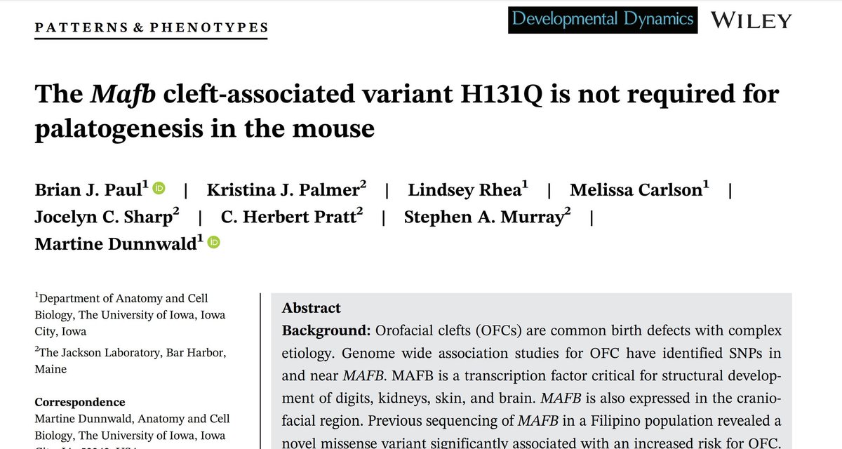 b_paul__'s tweet photo. Hot off the press! Check out our new paper on MAFB and #craniofacial development! Published online today in @DevelopmentalDy #published #MedTwitter #cleft @UIowaACB https://t.co/Un2eIJo7wd https://t.co/YMRSNphTqB