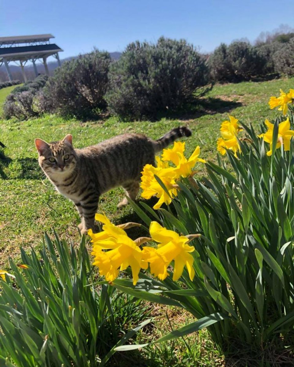 BeliveauFarm's tweet photo. Spring has sprung at Beliveau! We are loving seeing all the flowers and greenery come back to life! I think the cats are enjoying it too. #caturday #catsontap #beliveaufarm #beliveauwinery #beliveaubrewery #loveva #blueridgeday #trailsetter #gotomontva https://t.co/BxfSSvpRvP