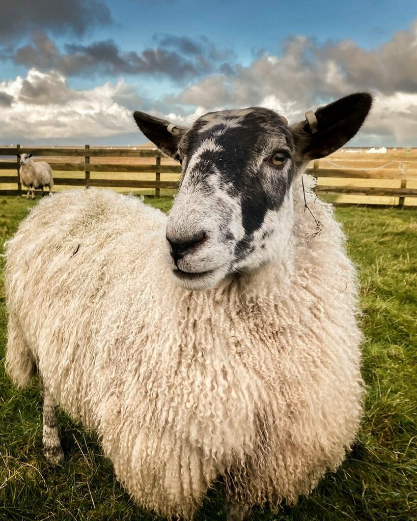 BoumanYvonne's tweet photo. Here is Kelp. She’s a happy soul. She’ll live out her days with us and we won’t breed her either, so she can just chill, be carefree and happy.
#happysheep #orphanlamb #ethicalwool #woolhat #isleoftiree #tiree #scottishwool #sheepofinstagram https://t.co/yo9Wxji09e https://t.co/Q08jmyLEGP