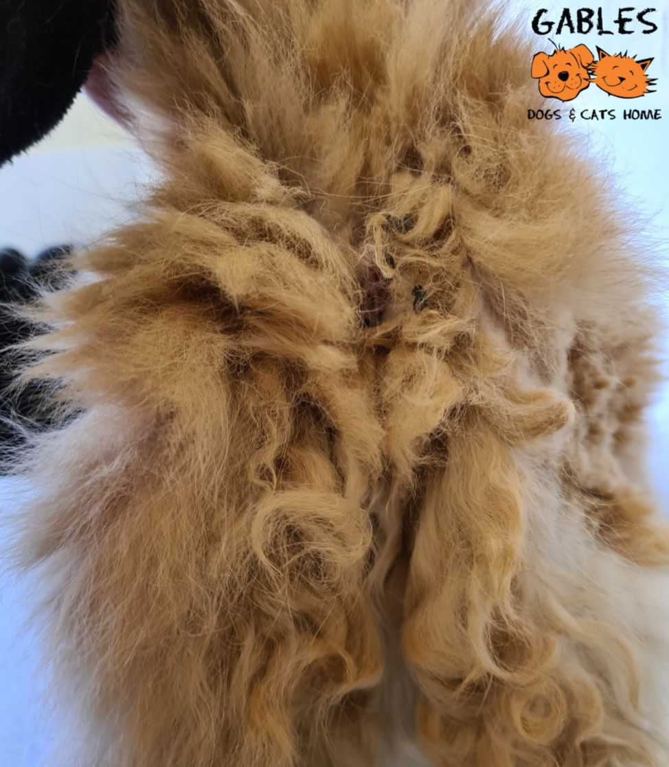 Gablesdogscats's tweet photo. Please RT &amp; help Lumpy Larry!
He is an overweight, unwanted cat with severely matted fur, who needed desperate medical care.
For his full story or to make a donation, visit https://t.co/EjBdhSIQT1 
Thank you 🧡
#plymouth #devon #rescuecat #AdoptDontShop https://t.co/01BvtVRz4W