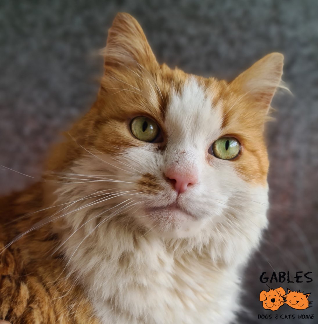 Gablesdogscats's tweet photo. Please RT &amp; help Lumpy Larry!
He is an overweight, unwanted cat with severely matted fur, who needed desperate medical care.
For his full story or to make a donation, visit https://t.co/EjBdhSIQT1 
Thank you 🧡
#plymouth #devon #rescuecat #AdoptDontShop https://t.co/01BvtVRz4W