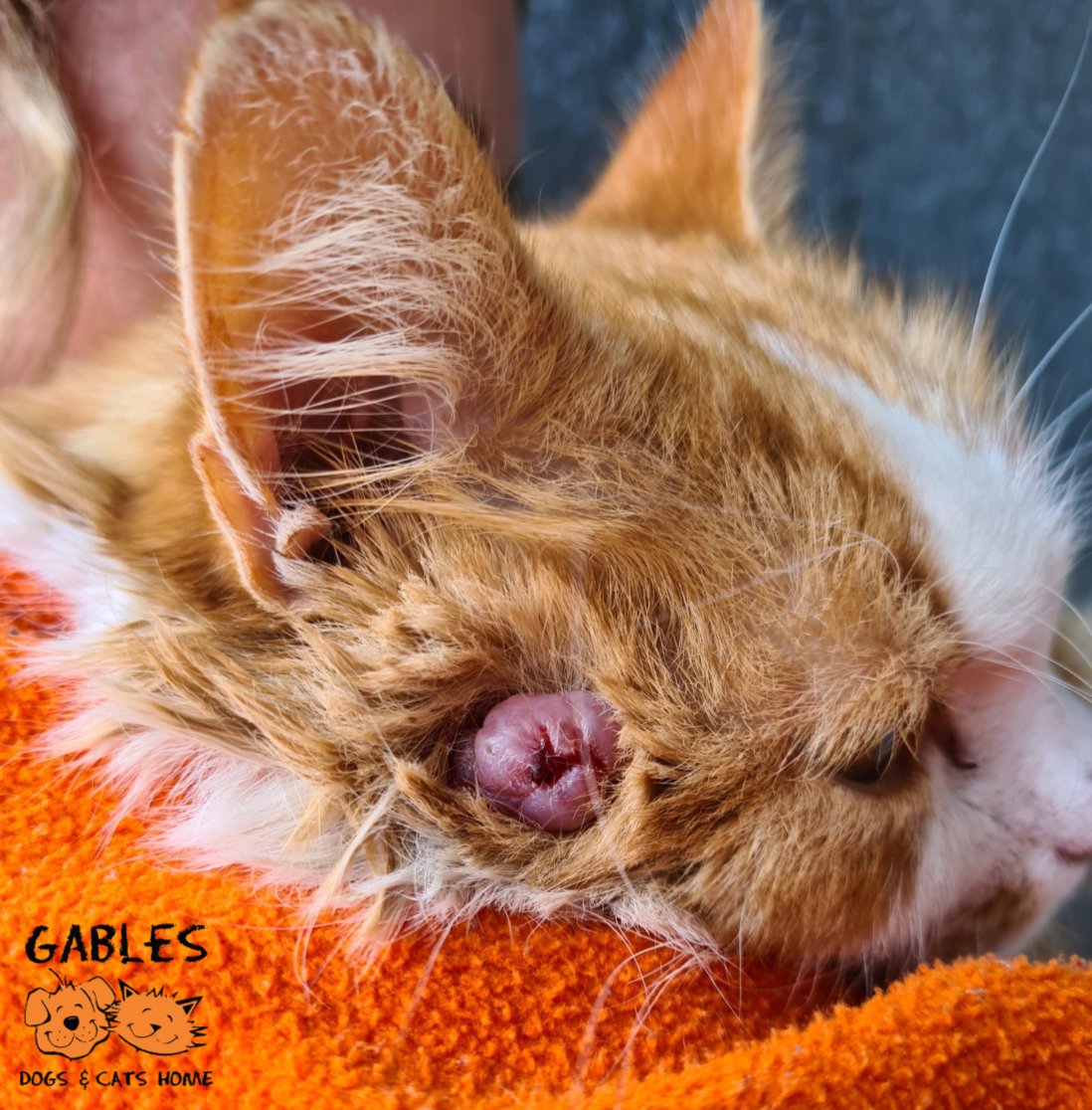 Gablesdogscats's tweet photo. Please RT &amp; help Lumpy Larry!
He is an overweight, unwanted cat with severely matted fur, who needed desperate medical care.
For his full story or to make a donation, visit https://t.co/EjBdhSIQT1 
Thank you 🧡
#plymouth #devon #rescuecat #AdoptDontShop https://t.co/01BvtVRz4W
