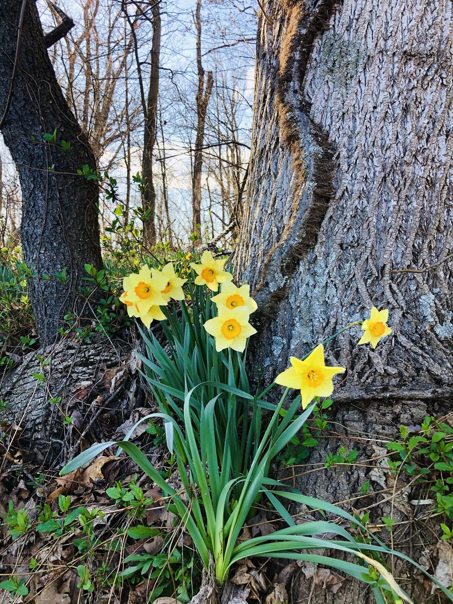 AlvinChee2020's tweet photo. Spring has sprung 
#Weather #spring #moco #Maryland #dmv @MontgomeryParks https://t.co/NrtgcskMEX