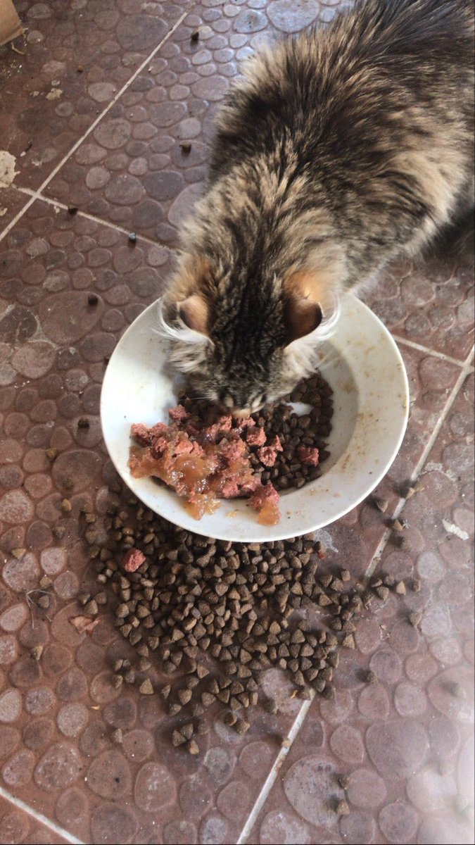 Islavk mama yiyorum gelin beyabey yiyelium😻