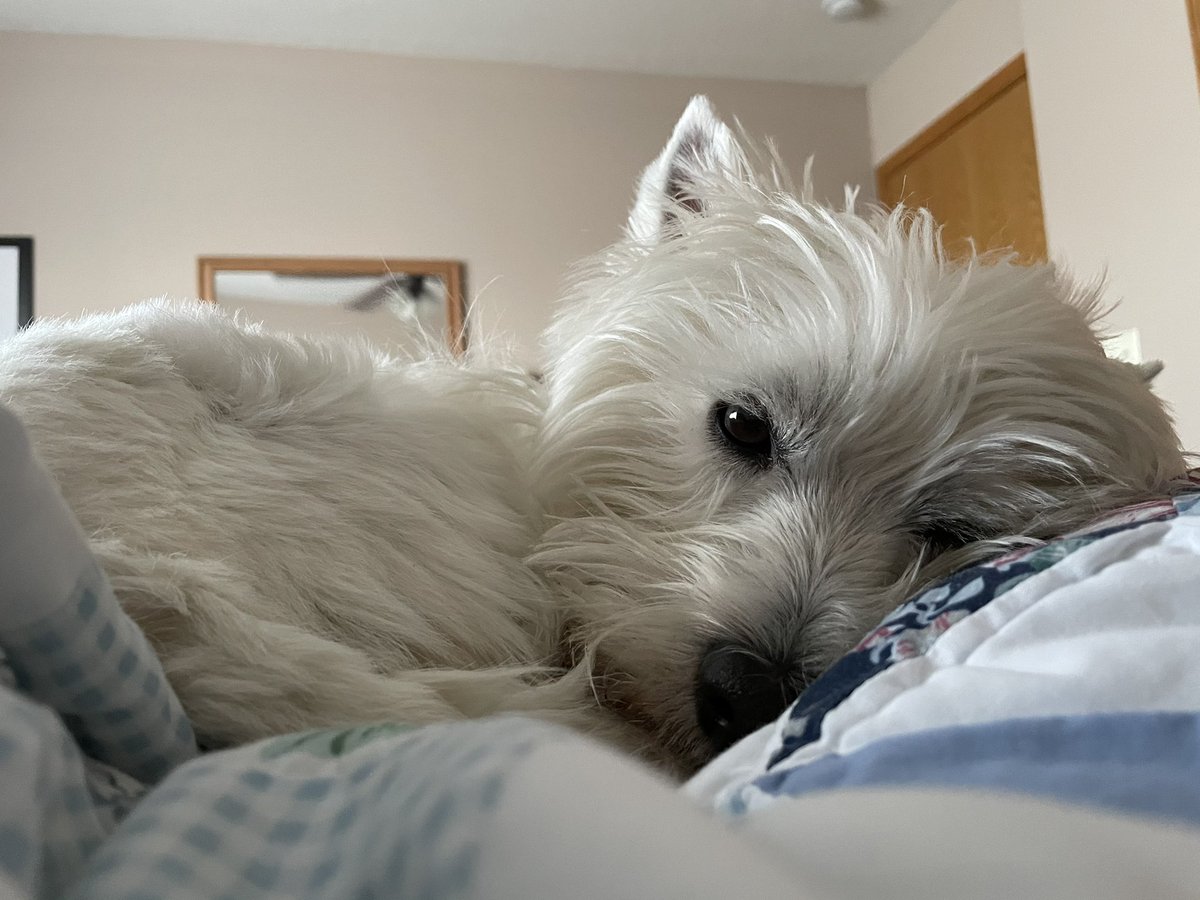 I WAS going to get up. Then Benny came and curled up right on top of me. So I guess I CAN’T get up now. Pity.