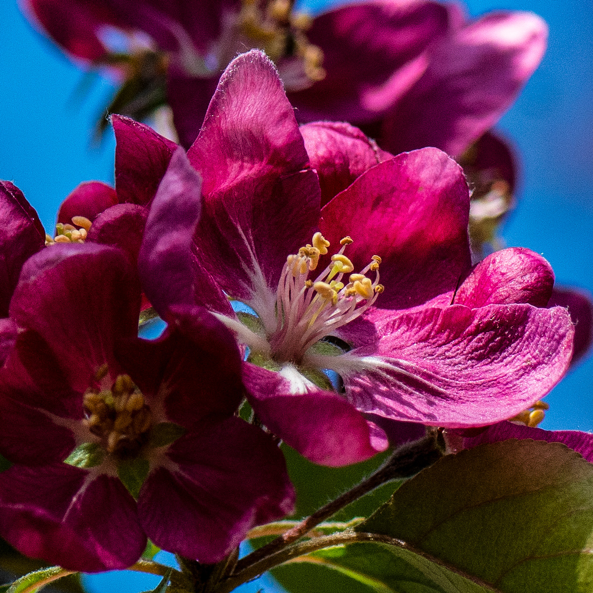 HankAllen's tweet image. Crab apple blooms
