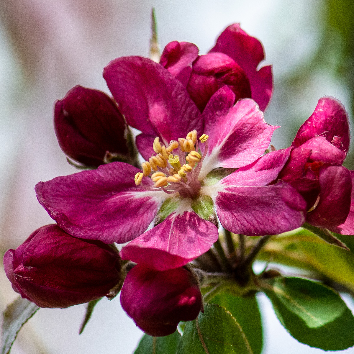 HankAllen's tweet image. Crab apple blooms