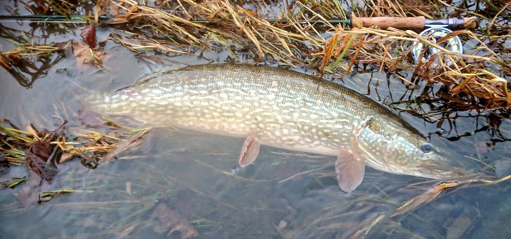 What have you got your eye on in #WTTauction?
For something a little different, how about chasing #PikeOnTheFly on a #Yorkshire river? Maybe I could introduce you to a couple of lovely ladies.... Lot286 
auction.wildtrout.org/listing/286-1-…
#TheOnlyWayIsEsox