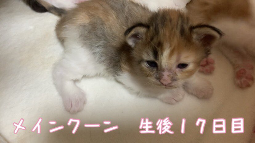 元ヤクザtチャンネル Tのメインクーンfamily 生後17日目のメインクーンの赤ちゃんになります よかったらご覧下さい 良かったらチャンネル登録 グッドボタン宜しくお願い致します T Co Gymzcmaxhk メインクーン メインクーン赤ちゃん 巨大