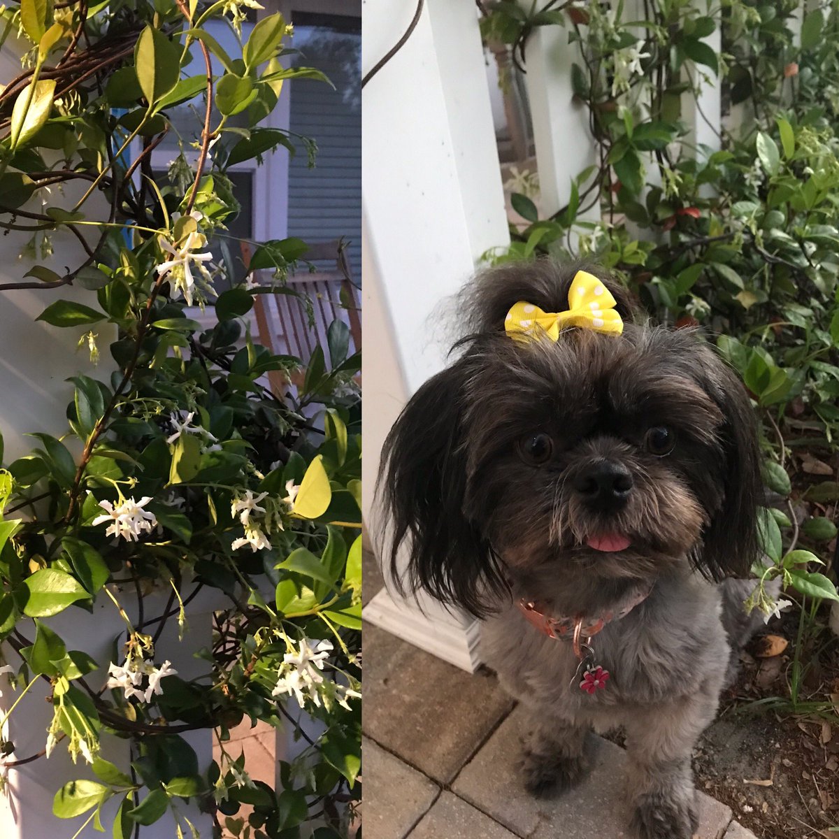 lunchgardenlady's tweet photo. Saturday morning coffee & the sweet smell of jasmine #SweetPeppersLife #InlandBeachCottage #SpringtimeInFlorida https://t.co/XJuGEst6Tj
